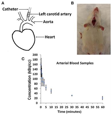 Model Corrected Blood Input Function to Compute Cerebral FDG Uptake Rates From Dynamic Total-Body PET Images of Rats in vivo